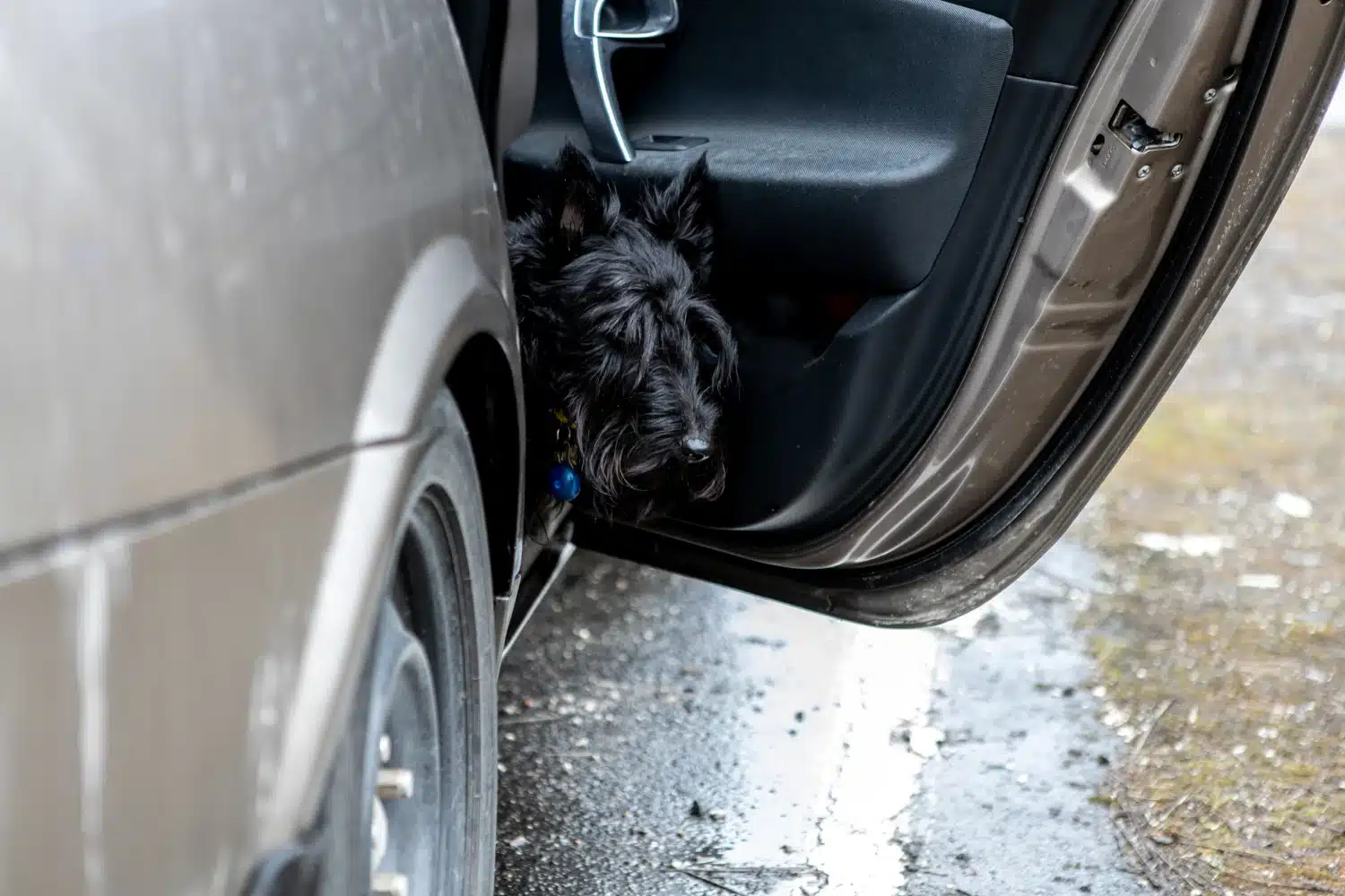 TOYOTA SIENNA DOG CAR SEAT FOR SCOTTISH TERRIERS