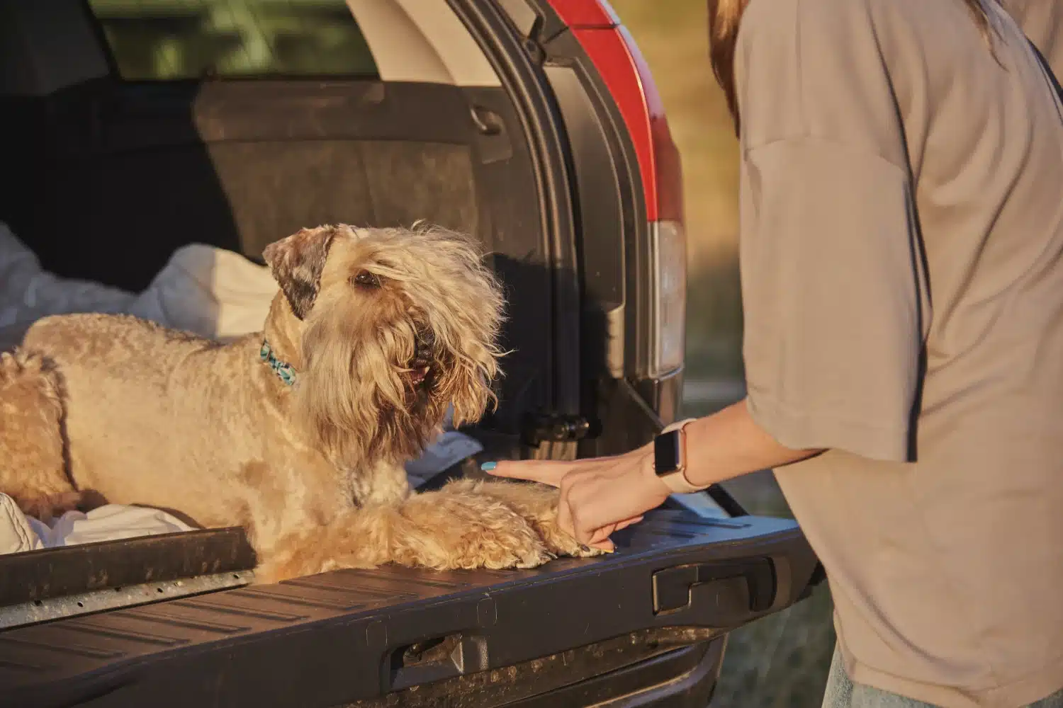 GMC Sierra Dog Car Seat for Soft Coated Wheaten Terriers