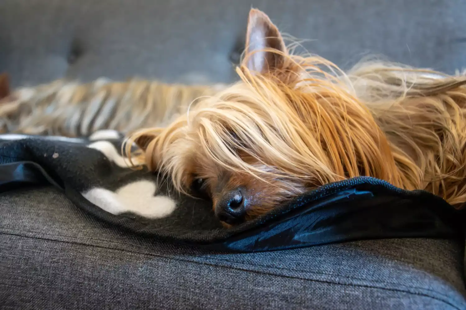 Tesla Model 3 Dog Car Seat for Silky Terriers