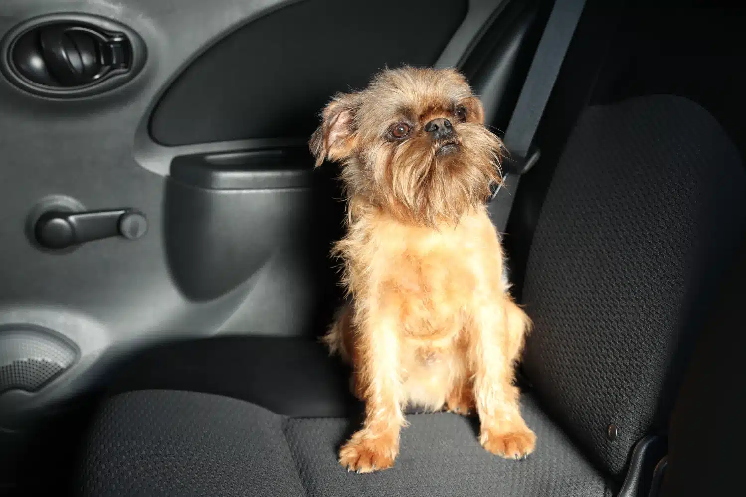 Volkswagen Passat Dog Car Seat for Brussels Griffons