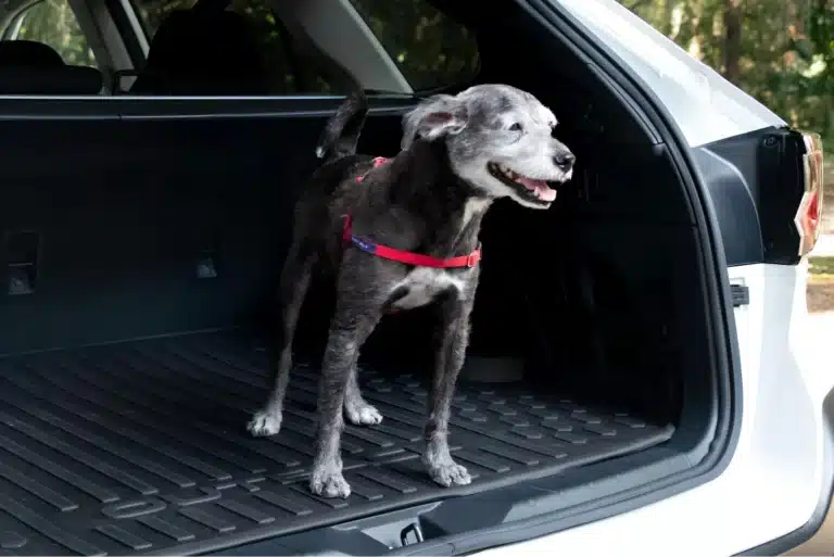 08 MASTERING CAR ORGANIZATION WITH TOP-NOTCH TRASH CONTAINERS FOR SUBARU OUTBACK