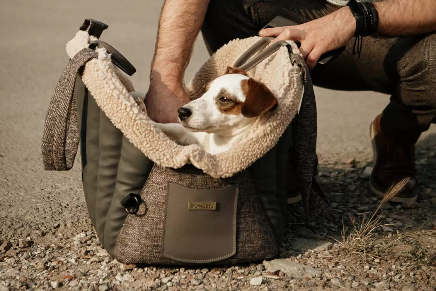 Kia Sorento Dog Carrier Car Seat for Sealyham Terrier