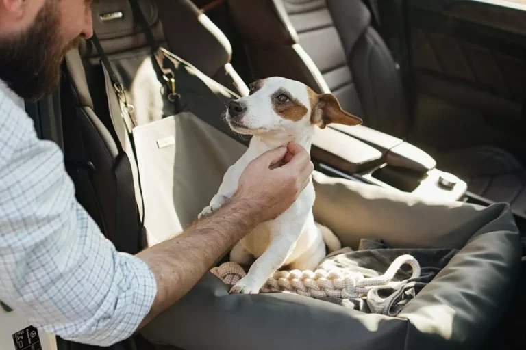 70 MIN CAIRN TERRIER’S SAFE TRAVELS: THE ULTIMATE GUIDE TO YOUR POOCH’S COMFORT IN A MAZDA6 CAIRN TERRIERS DOG CAR SEAT FOR MAZDA6