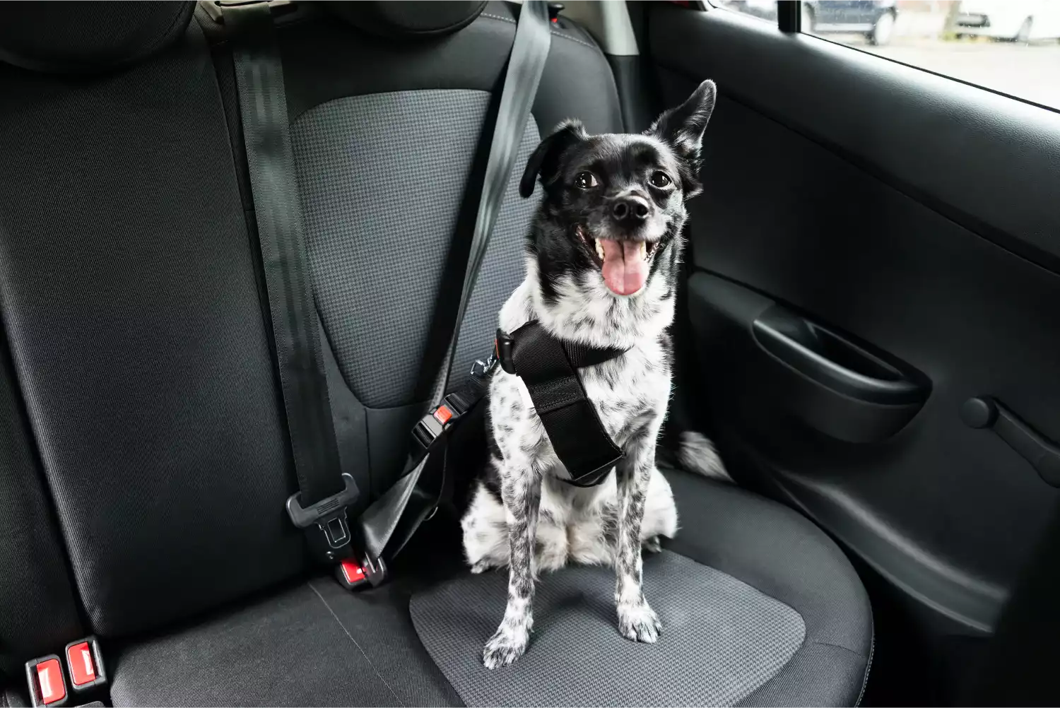 Australian Cattle Dogs Dog Car Seat Belt for Hyundai Kona