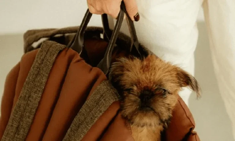 SCREENSHOT 1 MIN 1 ELEVATE YOUR TENTERFIELD TERRIER'S TRAVEL EXPERIENCE WITH A STYLISH DOG CARRIER PURSE, DOG CARRIER PURSE FOR TENTERFIELD TERRIER